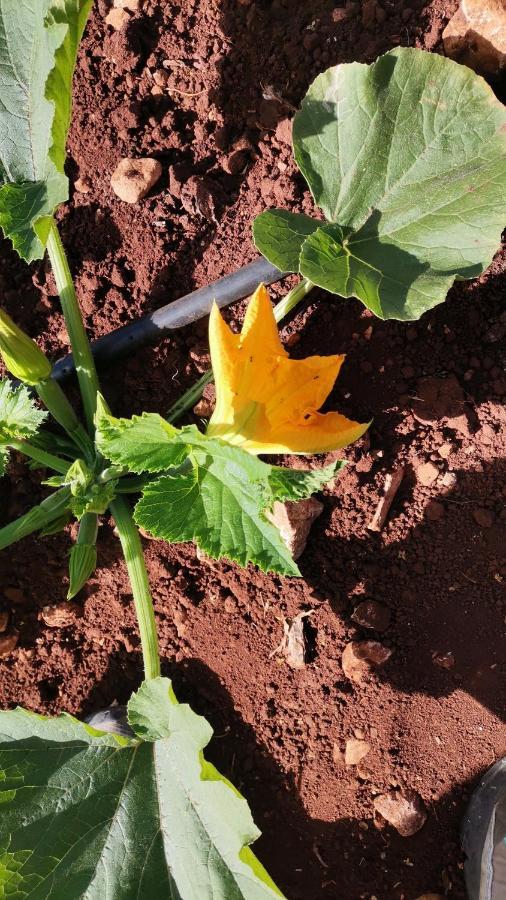 La Mennula Garden Daire Salignano  Dış mekan fotoğraf