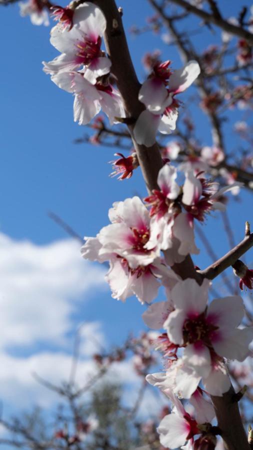 La Mennula Garden Daire Salignano  Dış mekan fotoğraf